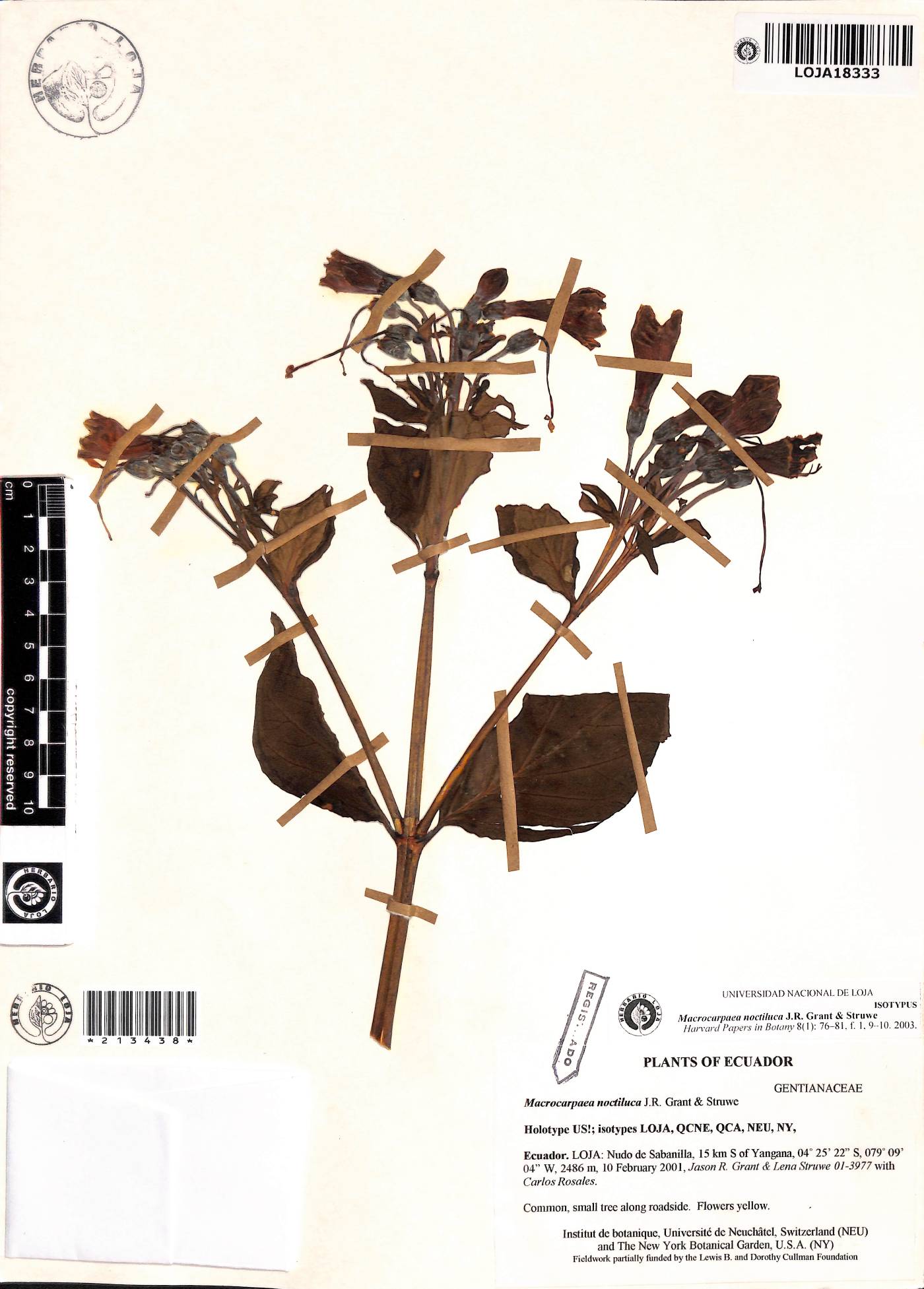 Macrocarpaea noctiluca image