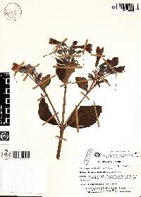 Macrocarpaea noctiluca image