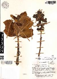 Macrocarpaea luna-gentiana image