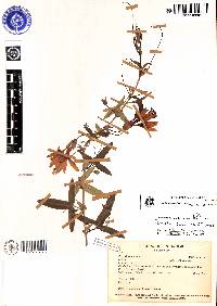 Passiflora luzmarina image