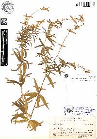 Image of Polygala vilcabambae