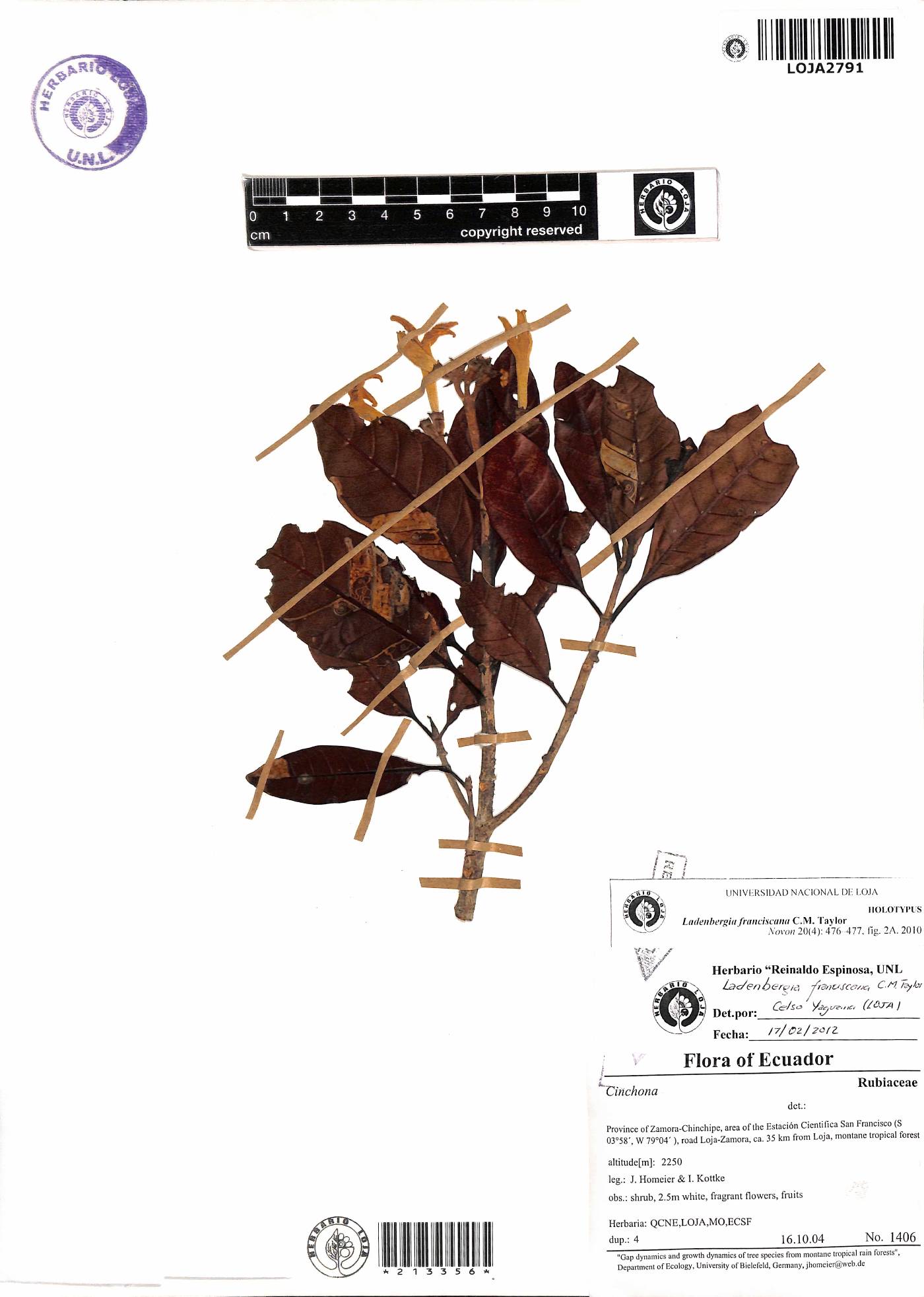 Ladenbergia franciscana image