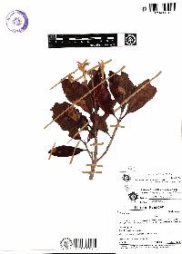 Ladenbergia franciscana image