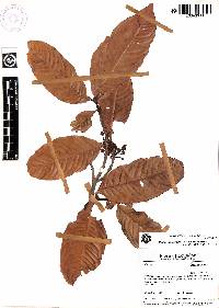 Quiina zamorensis image