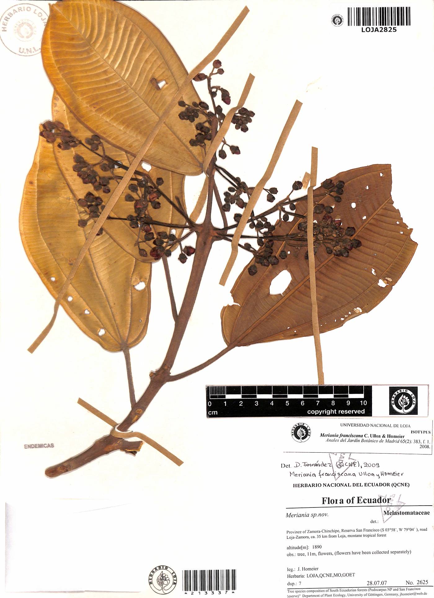 Meriania franciscana image