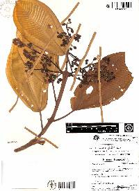 Meriania franciscana image