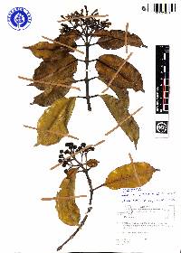 Faramea vernicosa image