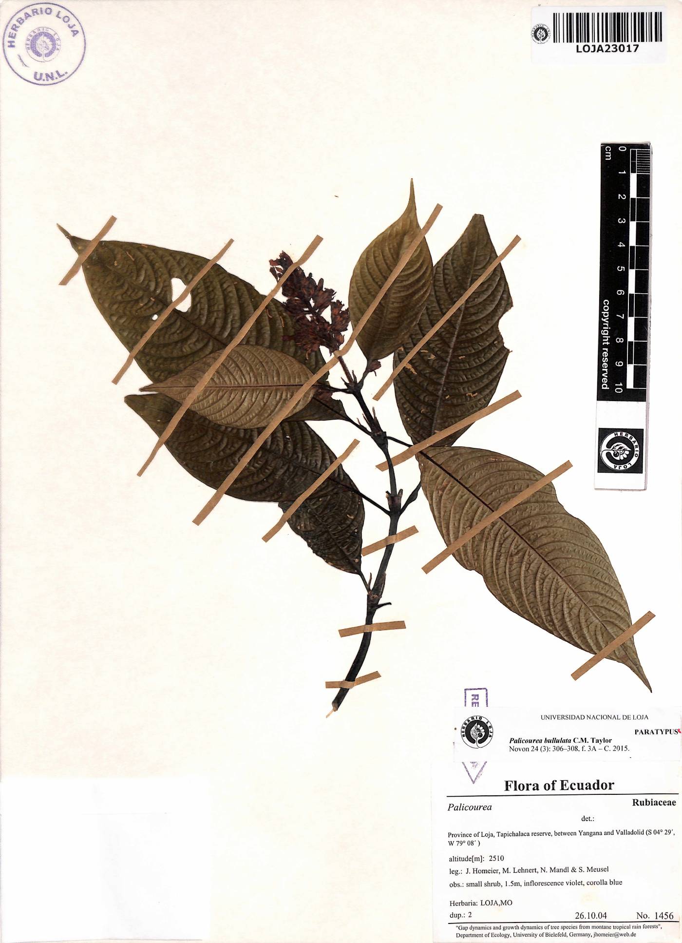 Palicourea bullulata image