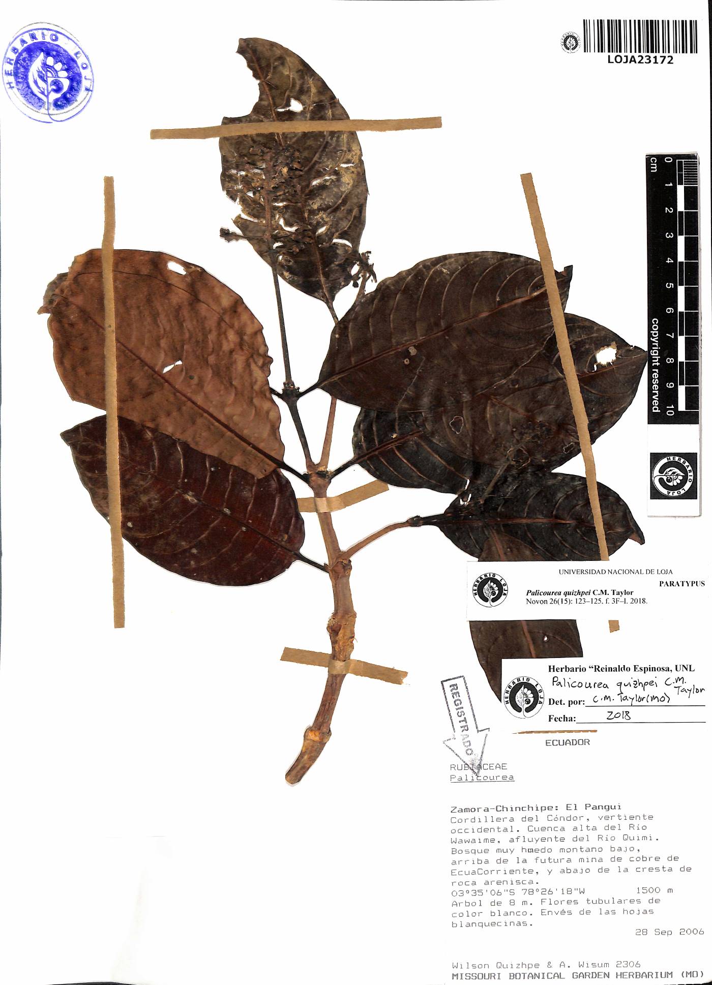 Palicourea quizhpei image