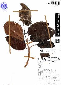 Palicourea quizhpei image