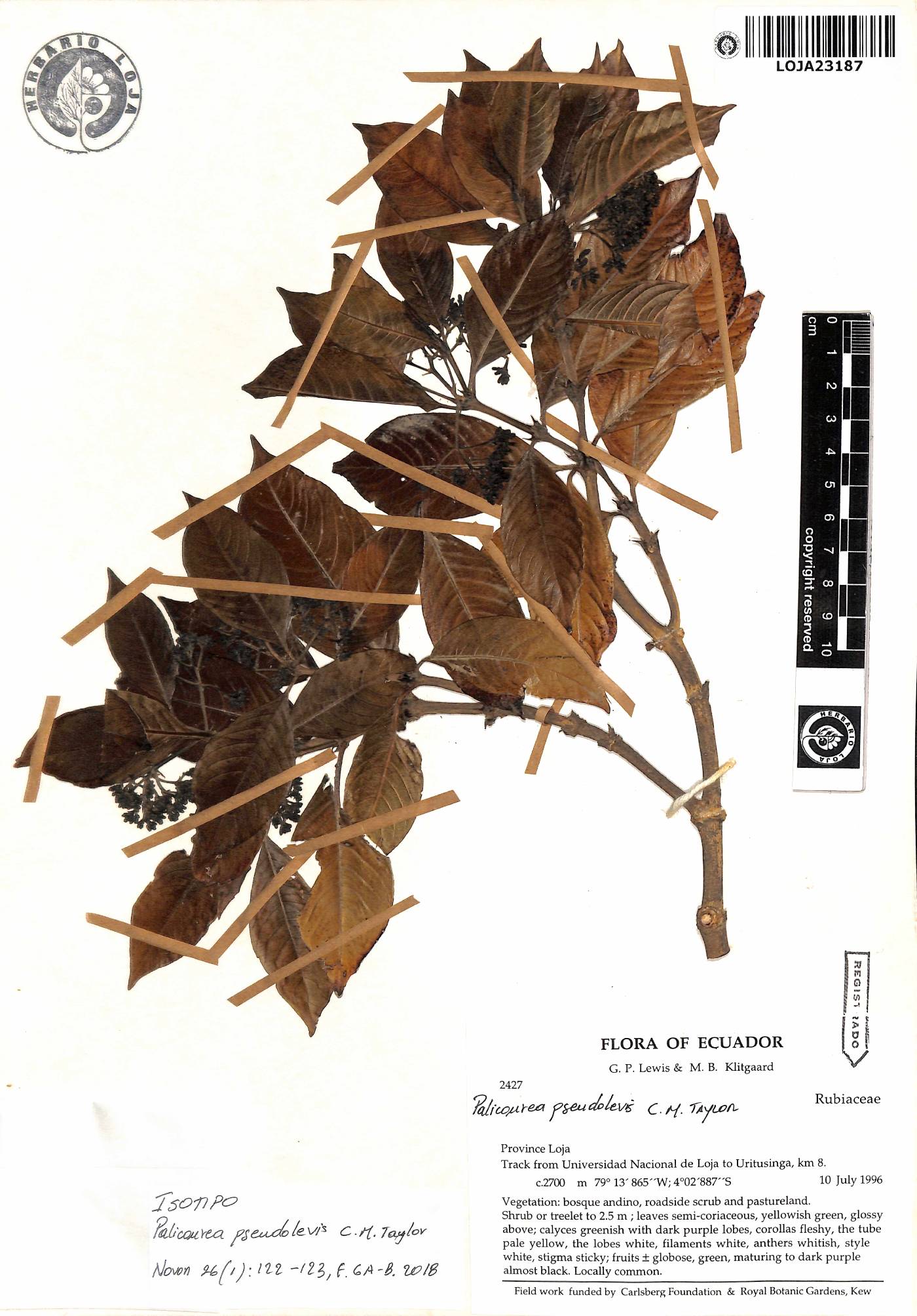 Palicourea pseudolevis image