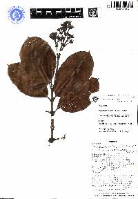 Palicourea neillii image