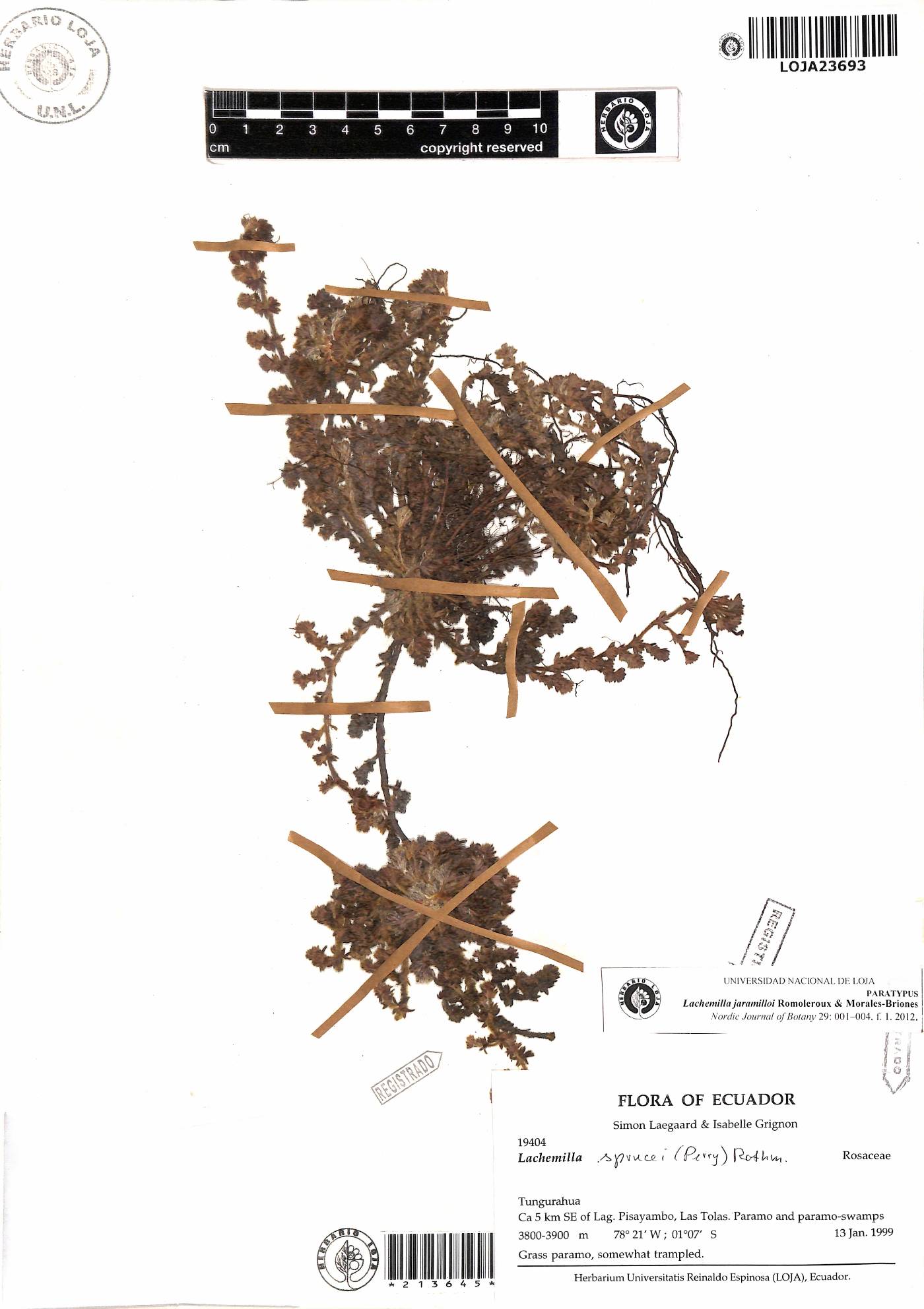 Lachemilla jaramilloi image