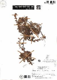 Image of Lachemilla jaramilloi