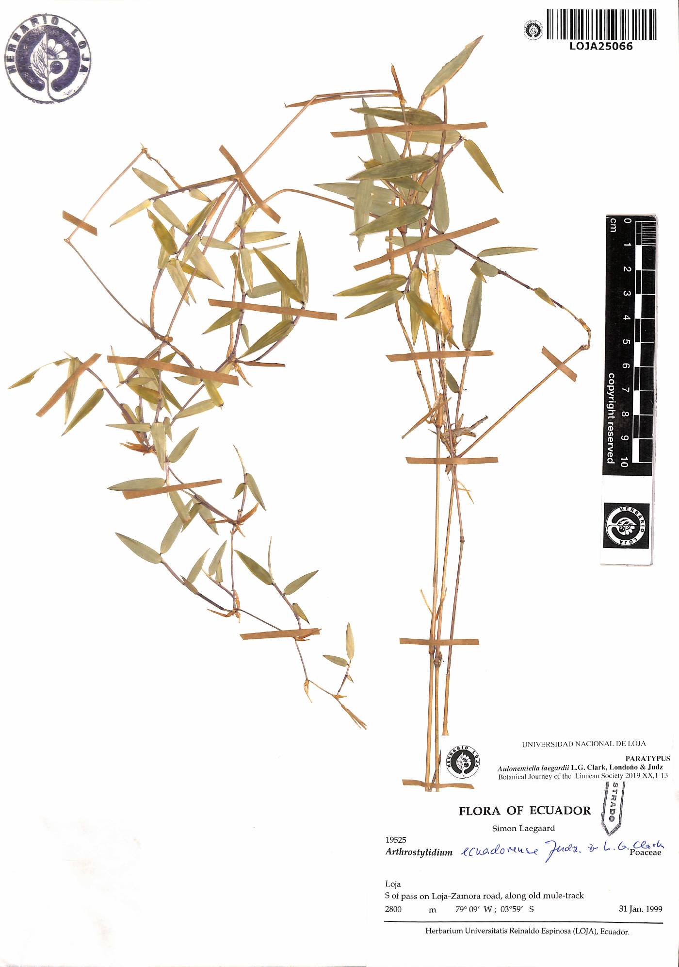 Aulonemiella ecuadorensis image