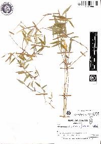 Image of Aulonemiella ecuadorensis