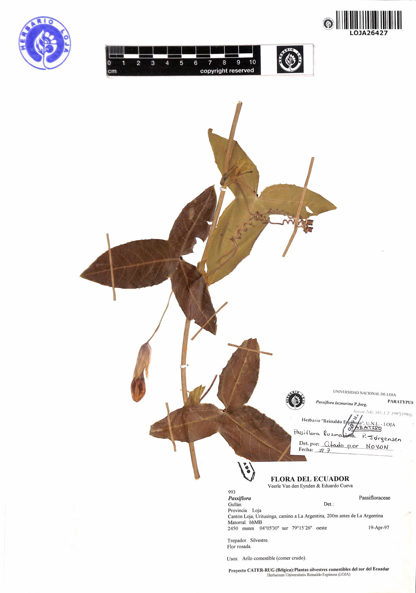 Passiflora luzmarina image