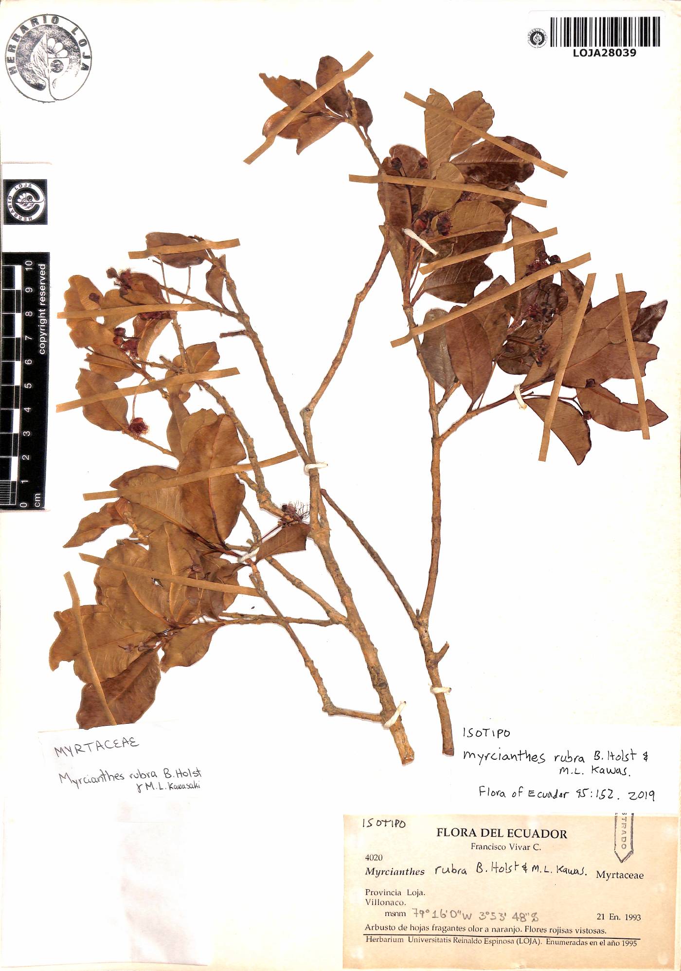 Myrcianthes rubra image