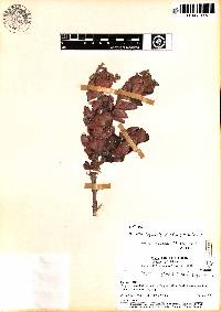 Image of Myrcia lojensis