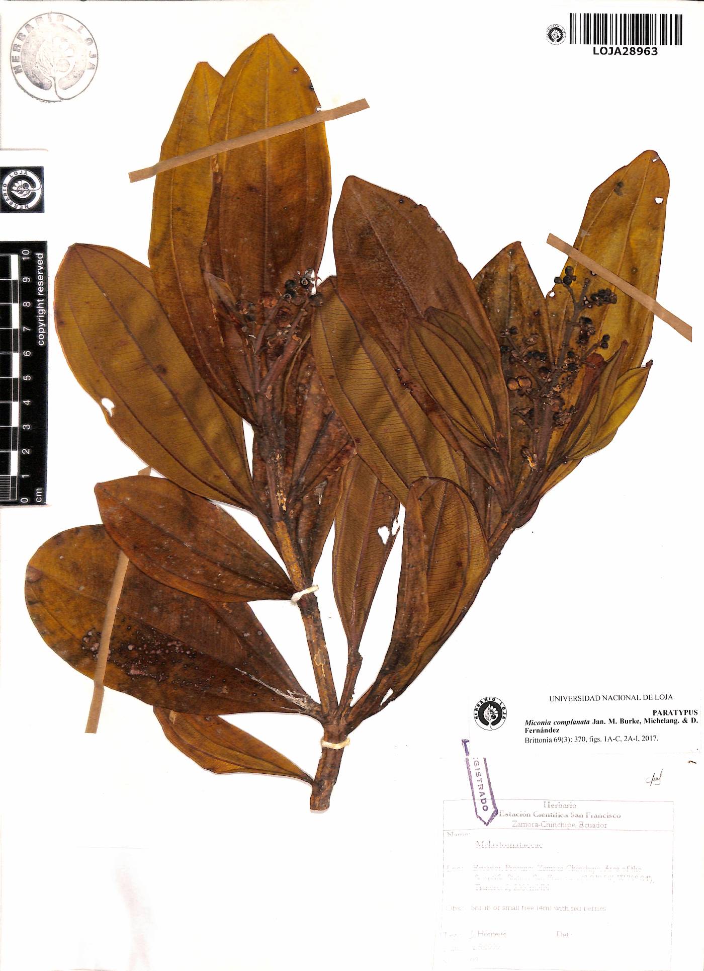 Miconia complanata image