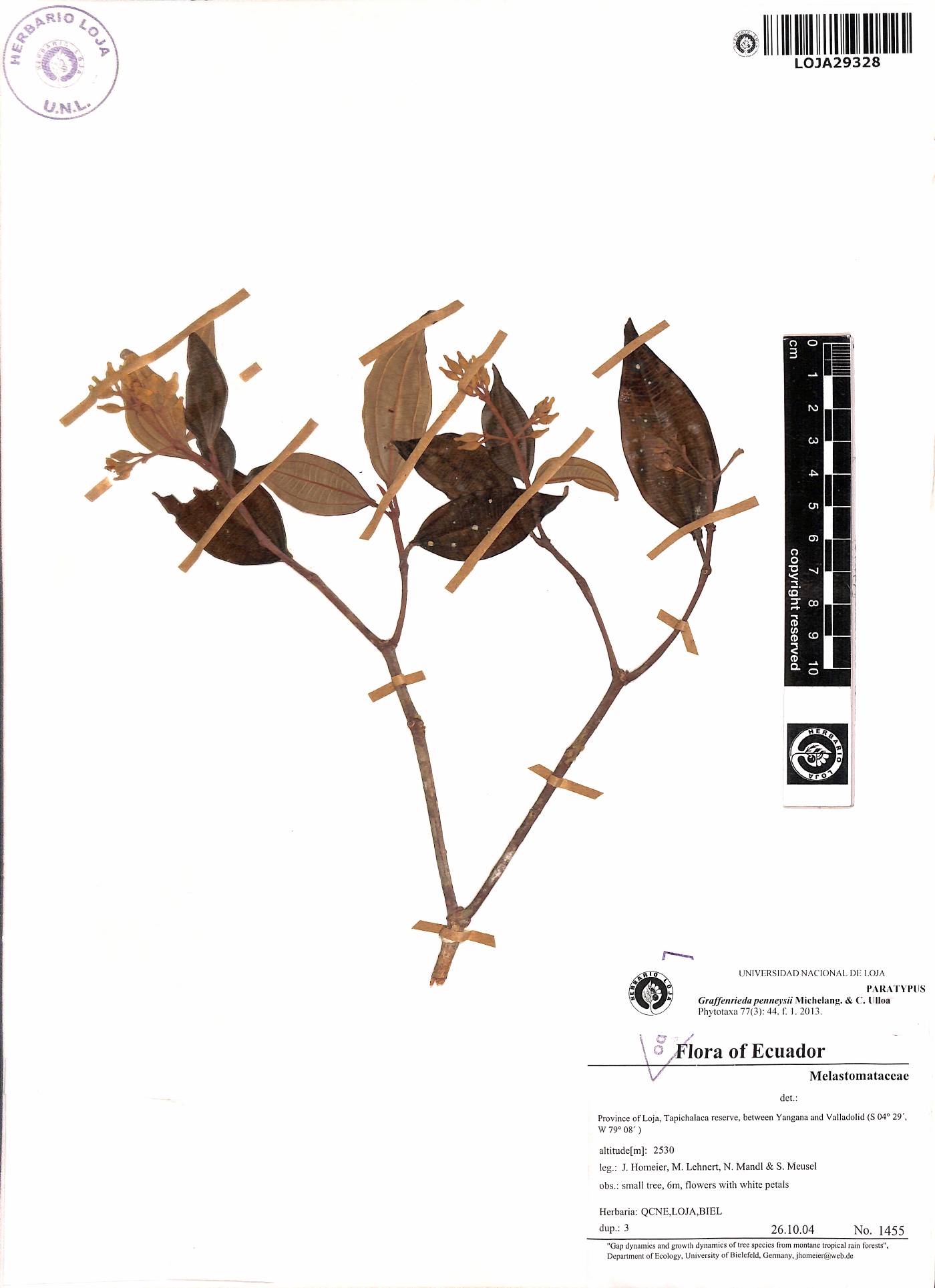 Graffenrieda penneysii image