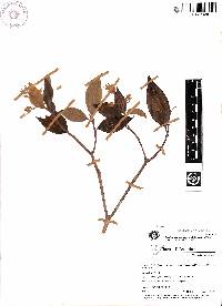 Graffenrieda penneysii image