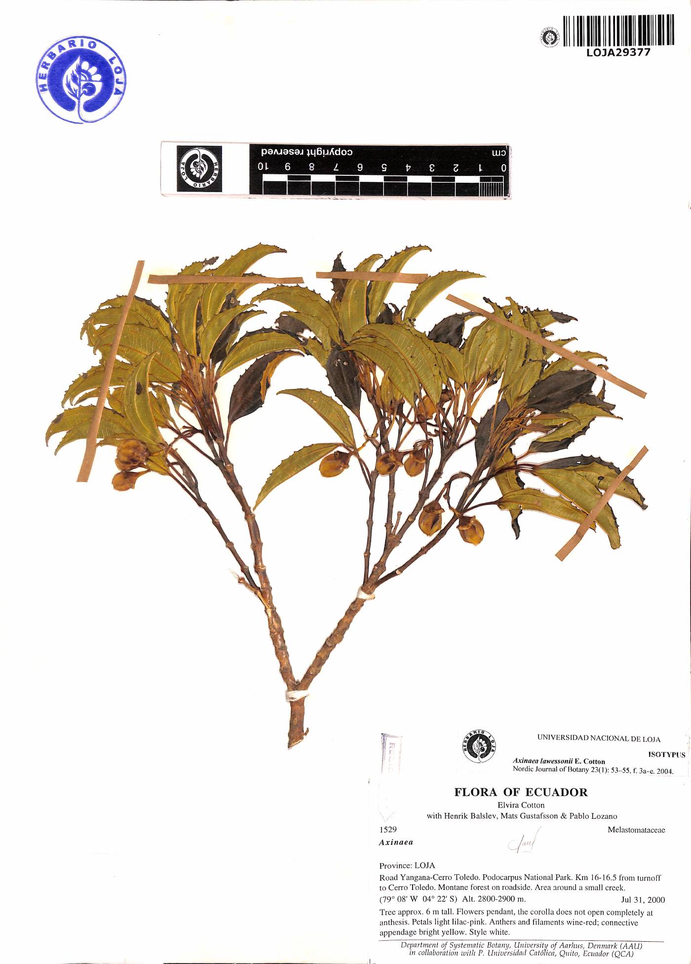 Axinaea lawessonii image