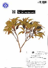 Axinaea lawessonii image