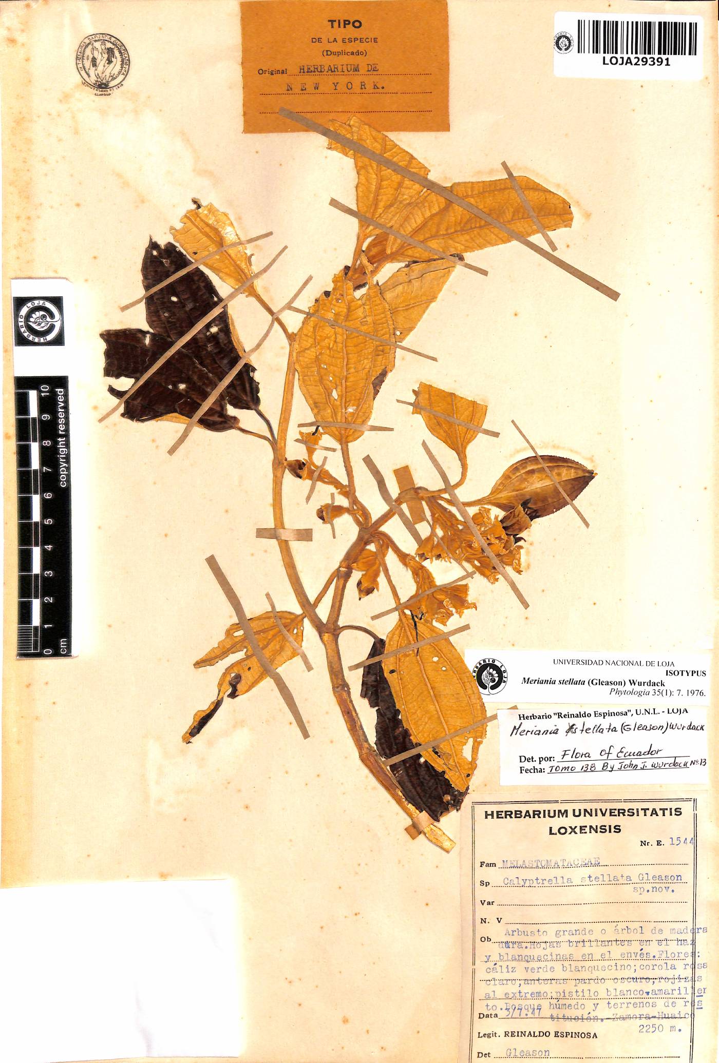 Meriania stellata image