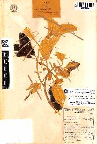 Image of Meriania stellata