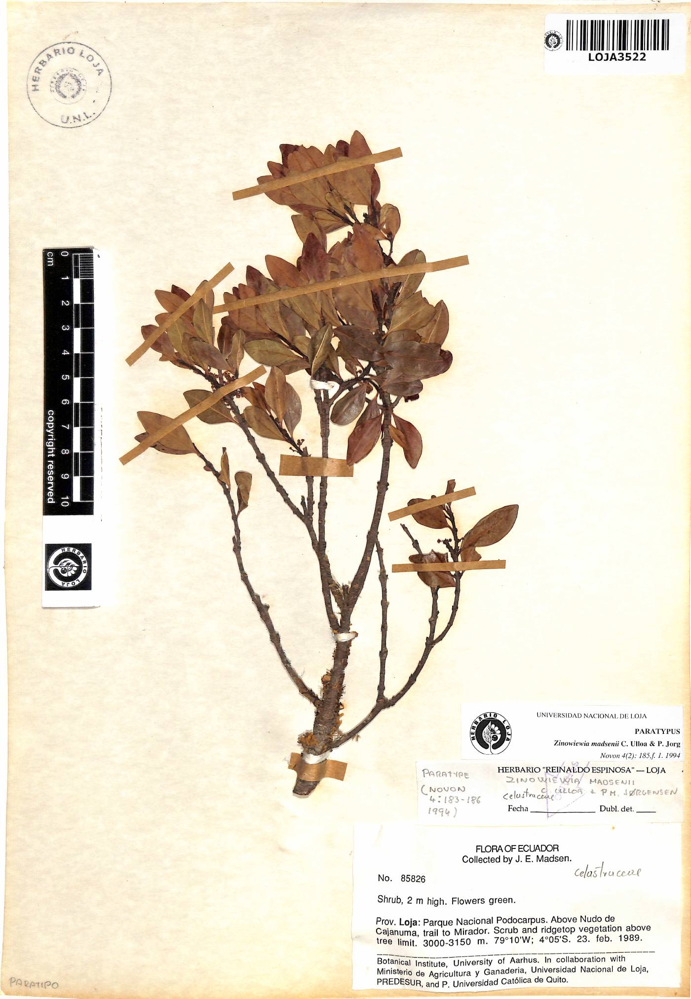 Zinowiewia madsenii image