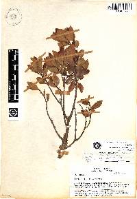 Zinowiewia madsenii image