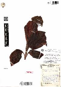 Miconia dissimulans image