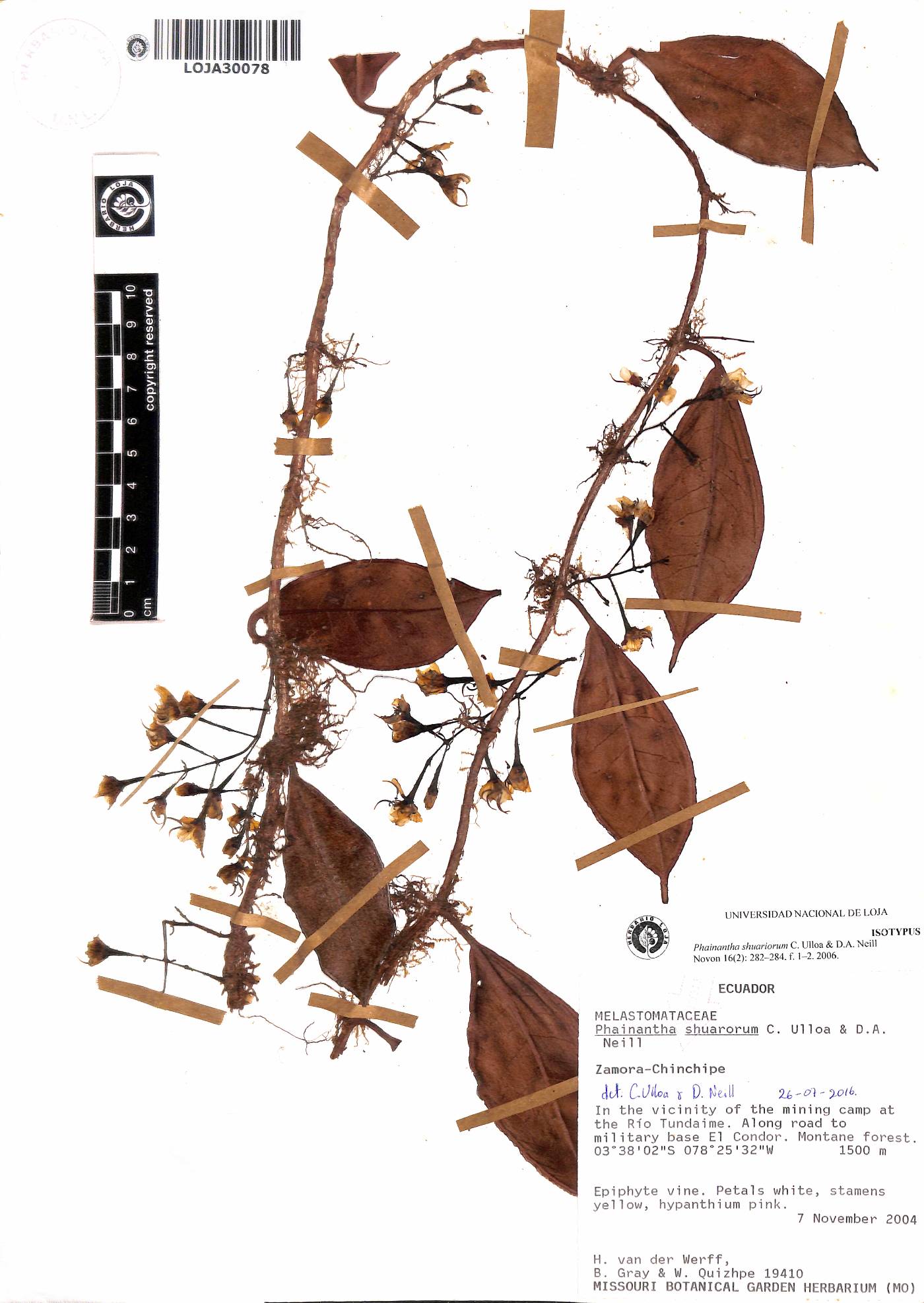 Phainantha shuariorum image