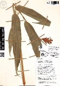 Calathea neillii image