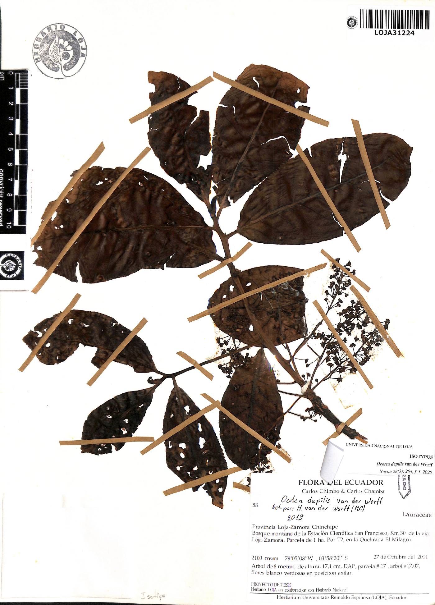 Ocotea depilis image