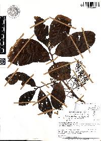 Ocotea depilis image