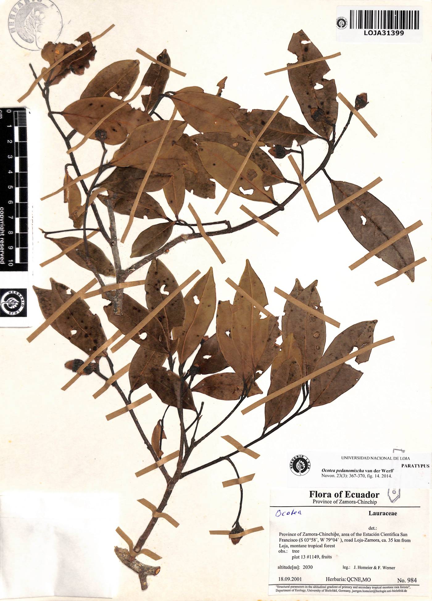 Ocotea pedanomischa image