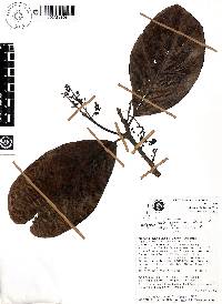 Ocotea aquila image
