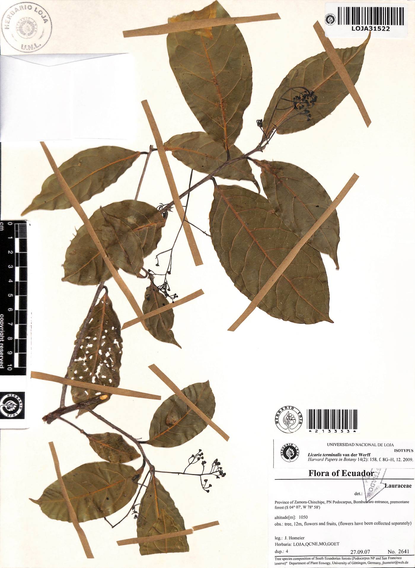 Licaria terminalis image