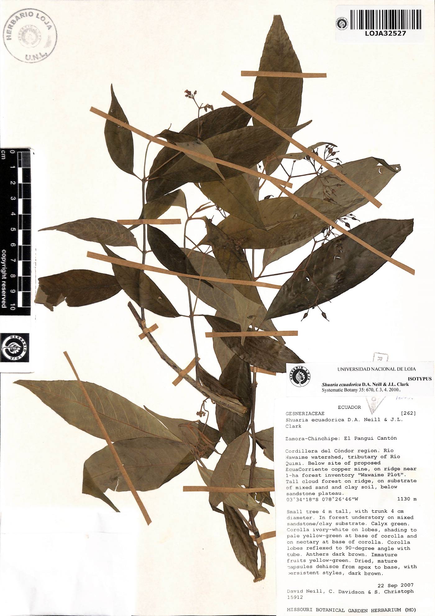 Shuaria ecuadorica image