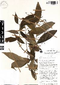 Shuaria ecuadorica image