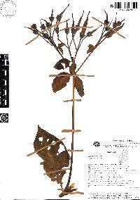 Image of Macrocarpaea catherineae