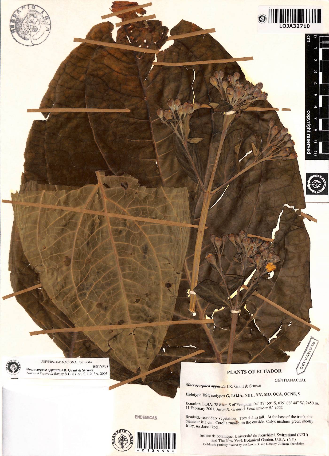 Macrocarpaea apparata image