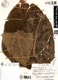 Macrocarpaea apparata image