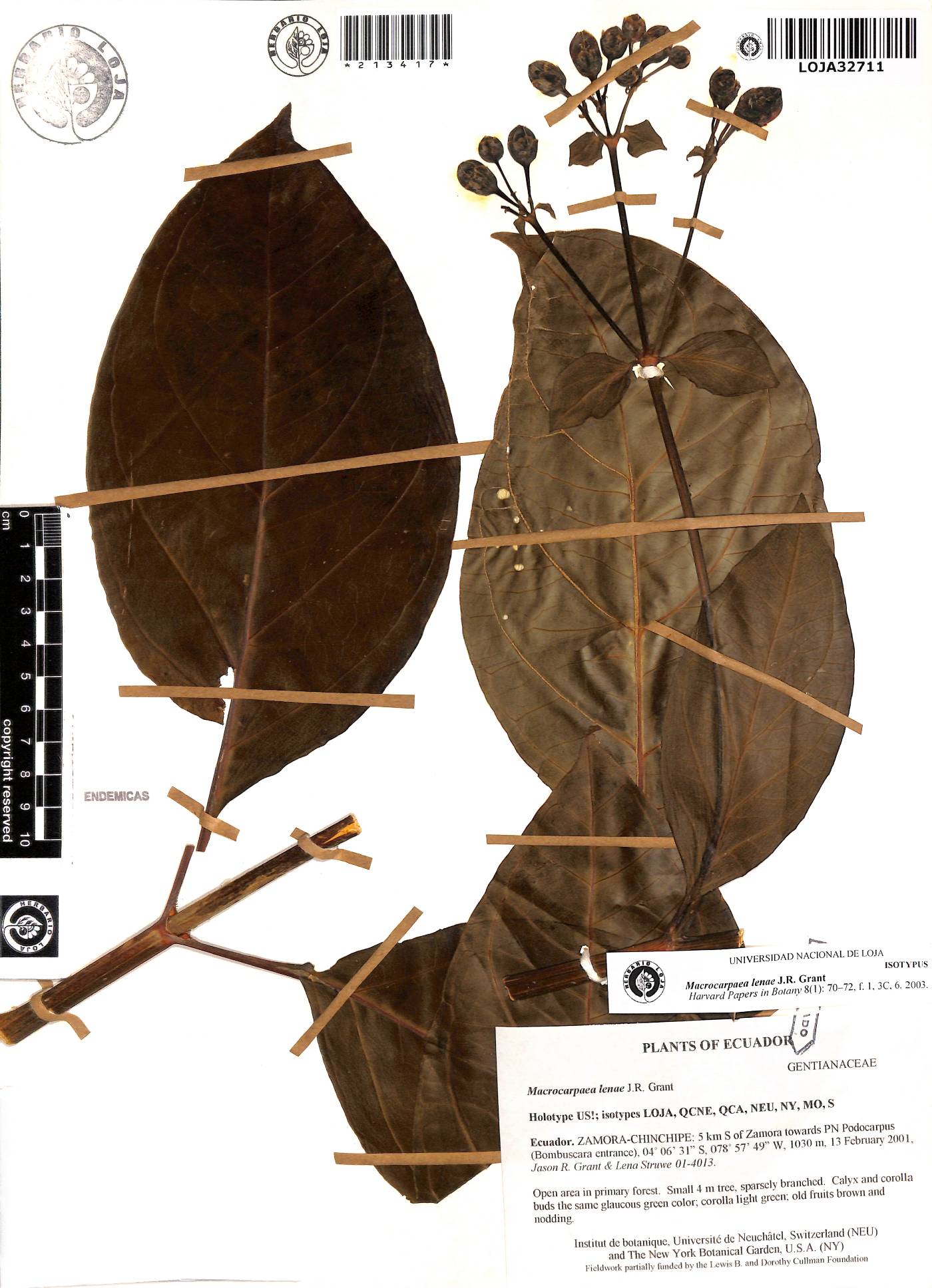 Macrocarpaea lenae image