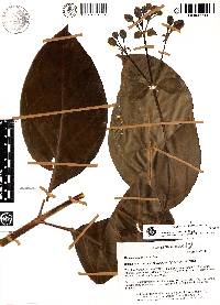 Macrocarpaea lenae image