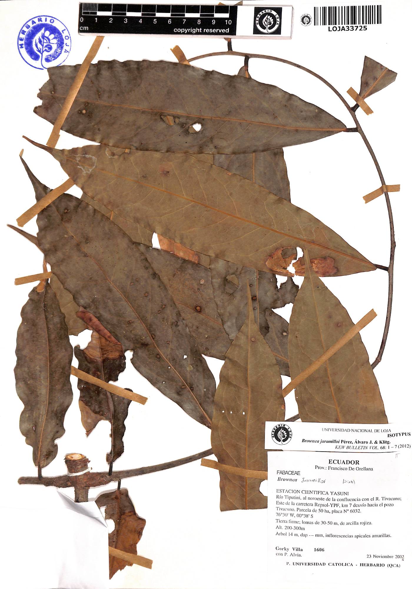 Brownea jaramilloi image