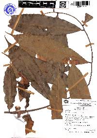 Brownea jaramilloi image