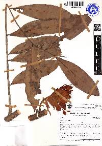 Brownea jaramilloi image